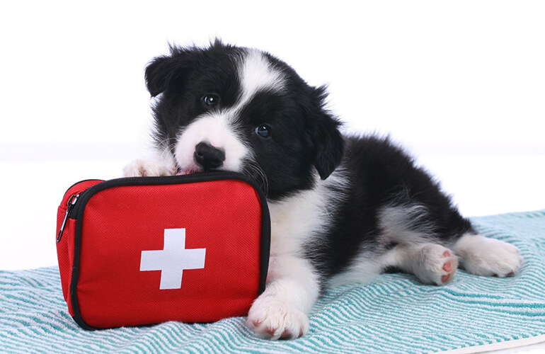 First aid tips for dog owners